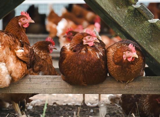 Gallinas en corral poniendo huevos