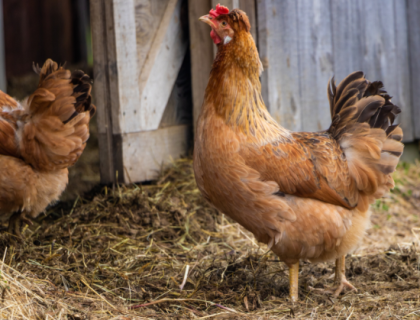 Gallinas al aire libre