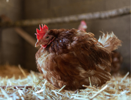 Gallinas poniendo huevos en corral