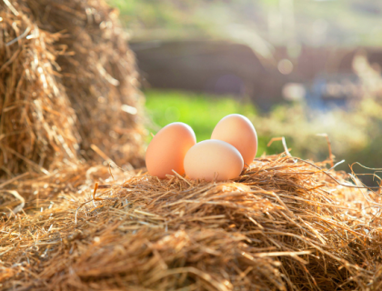 Huevos de gallina de corral