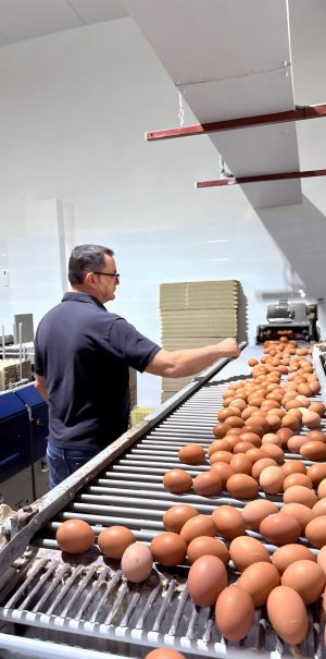 Profesional supervisando huevos de gallinas
