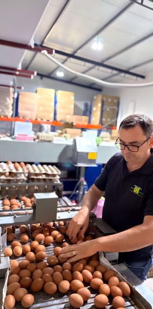 Profesional supervisando huevos de gallinas