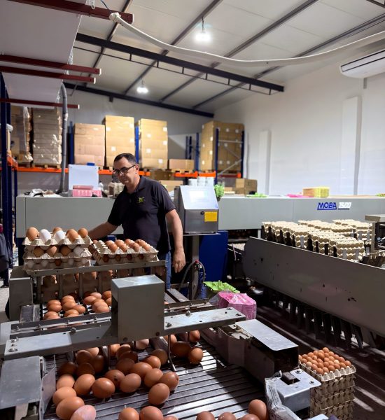 Profesional supervisando huevos de gallinas